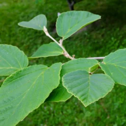 Fast Growing Trees Diane Witch Hazel Shrub See All Shrubs & Hedges