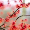 Fast Growing Trees Diane Witch Hazel Shrub See All Shrubs & Hedges