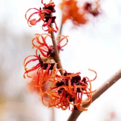 Fast Growing Trees Jelena Witch Hazel Shrub See All Shrubs & Hedges