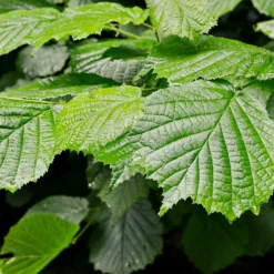 Fast Growing Trees Jelena Witch Hazel Shrub See All Shrubs & Hedges