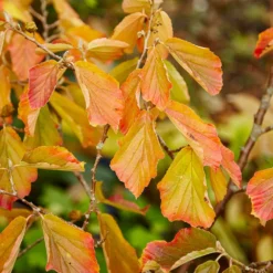 Fast Growing Trees Jelena Witch Hazel Shrub See All Shrubs & Hedges