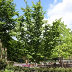 Fast Growing Trees Jelena Witch Hazel Shrub See All Shrubs & Hedges