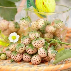 Fast Growing Trees Pineberry