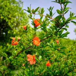 Fast Growing Trees Wonderful Pomegranate Tree