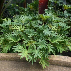 Fast Growing Trees Xanadu Philodendron 'Winterbourn' Plant Carefree House Plants