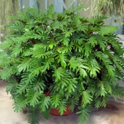 Fast Growing Trees Xanadu Philodendron 'Winterbourn' Plant Carefree House Plants