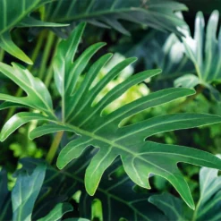 Fast Growing Trees Xanadu Philodendron 'Winterbourn' Plant Carefree House Plants