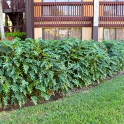 Fast Growing Trees Xanadu Philodendron 'Winterbourn' Plant Carefree House Plants