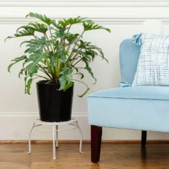 Fast Growing Trees Xanadu Philodendron 'Winterbourn' Plant Carefree House Plants