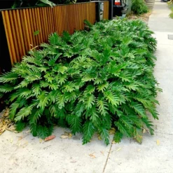 Fast Growing Trees Xanadu Philodendron 'Winterbourn' Plant Carefree House Plants