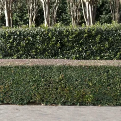 Fast Growing Trees Dwarf Yaupon Holly