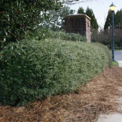 Fast Growing Trees Dwarf Yaupon Holly