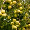 Fast Growing Trees Apple Trees Golden Delicious Apple Tree 1 Fast Growing Trees Apple Trees Golden Delicious Apple Tree