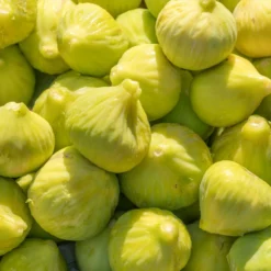 Fast Growing Trees Yellow Fig Tree Fig Trees 9 Fast Growing Trees Yellow Fig Tree Fig Trees