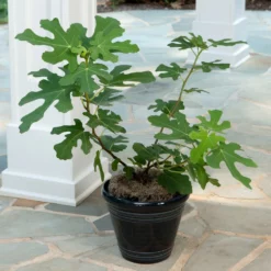Fast Growing Trees Yellow Fig Tree Fig Trees 8 Fast Growing Trees Yellow Fig Tree Fig Trees