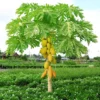 Fast Growing Trees Tropical Patio Plants Yellow Papaya 2 Fast Growing Trees Tropical Patio Plants Yellow Papaya