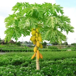 Fast Growing Trees Tropical Patio Plants Yellow Papaya