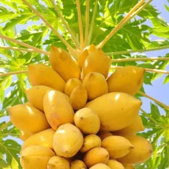 Fast Growing Trees Tropical Patio Plants Yellow Papaya