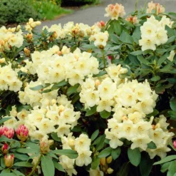 Fast Growing Trees Rhododendrons Yellow Rhododendron