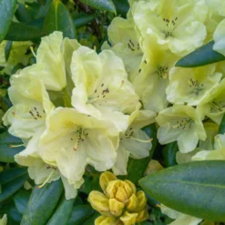 Fast Growing Trees Rhododendrons Yellow Rhododendron 7 Fast Growing Trees Rhododendrons Yellow Rhododendron
