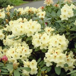 Fast Growing Trees Rhododendrons Yellow Rhododendron