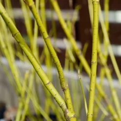 Fast Growing Trees Yellow Twig Dogwood Shrub Dogwood Trees
