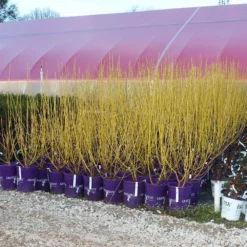 Fast Growing Trees Yellow Twig Dogwood Shrub Dogwood Trees