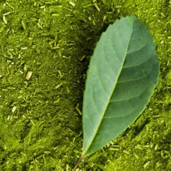 FASTGROWINGTREES Sales 13 Fast Growing Trees Yerba Mate Our Newest Arrivals