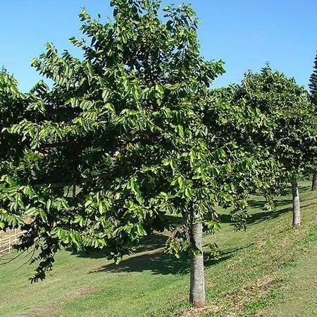 Fast Growing Trees Ylang Ylang Tree 5 Fast Growing Trees Ylang Ylang Tree