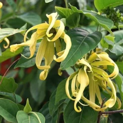 Fast Growing Trees Ylang Ylang Tree