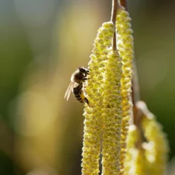 Fast Growing Trees York Filbert Hazelnut 13 Fast Growing Trees York Filbert Hazelnut