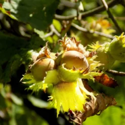 Fast Growing Trees York Filbert Hazelnut 10 Fast Growing Trees York Filbert Hazelnut