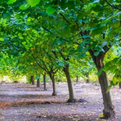 Fast Growing Trees York Filbert Hazelnut 11 Fast Growing Trees York Filbert Hazelnut