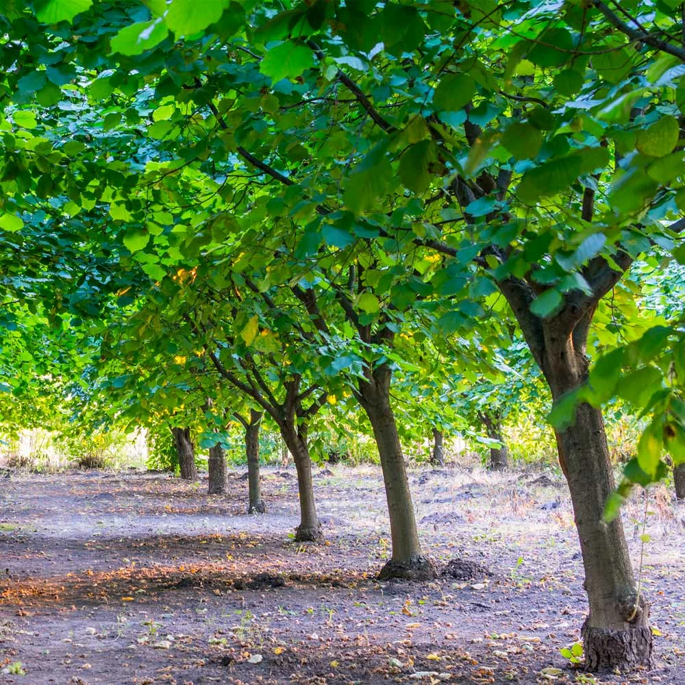 Fast Growing Trees York Filbert Hazelnut 6 Fast Growing Trees York Filbert Hazelnut
