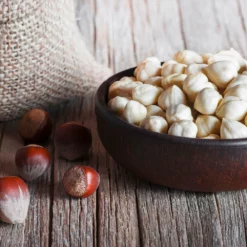 Fast Growing Trees York Filbert Hazelnut 12 Fast Growing Trees York Filbert Hazelnut