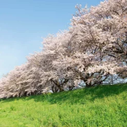 Fast Growing Trees Cherry Blossom Trees Yoshino Cherry Tree