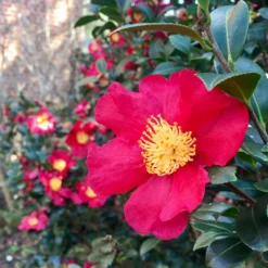 Fast Growing Trees Camellia Shrubs Yuletide Camellia