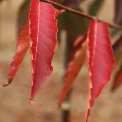Fast Growing Trees See All Shade Trees Green Vase'® Zelkova Tree