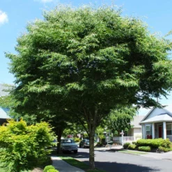 Fast Growing Trees See All Shade Trees Green Vase'® Zelkova Tree