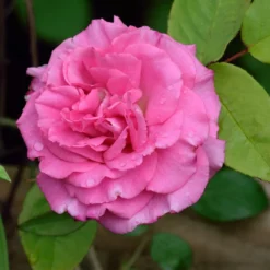Fast Growing Trees Zephirine Drouhin Climbing Rose
