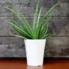 Fast Growing Trees Aloe Vera Plant
