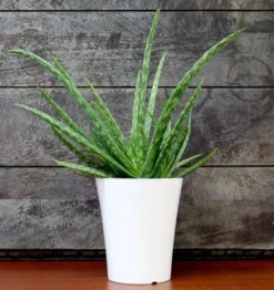 Fast Growing Trees Aloe Vera Plant