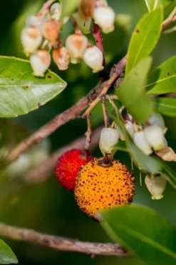 Fast Growing Trees Marina Strawberry Tree