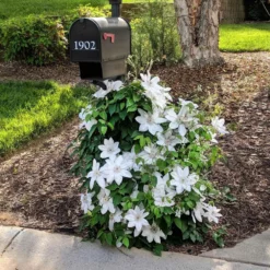 Fast Growing Trees Henryi Clematis Vine See All Shrubs & Hedges