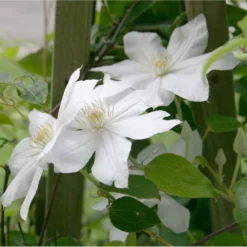 Fast Growing Trees Henryi Clematis Vine See All Shrubs & Hedges 7 Fast Growing Trees Henryi Clematis Vine See All Shrubs & Hedges