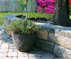 Fast Growing Trees Cranberry Bushes Stevens Cranberry Plant - USDA Organic