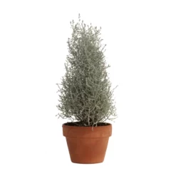 Fast Growing Trees Cushion Bush - Pyramid