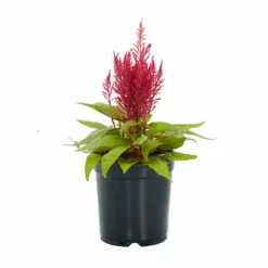 No Warranty Dragon's Breath® Celosia