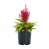 No Warranty Dragon's Breath® Celosia