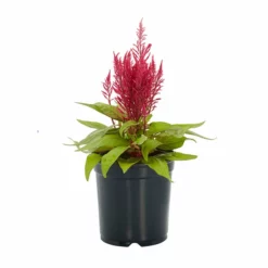 No Warranty Dragon's Breath® Celosia